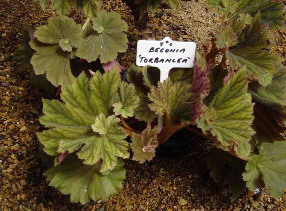 B. ‘Torban Lea’